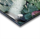 Sunlit Lily Acrylic print