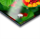 Color that Heals: The Medicinal Heart of Lantana Camara Acrylic print