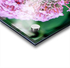 Bee Still on Butterfly Bush Acrylic print