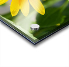 The Sunflower Keeps Time for Two Acrylic print