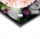 Sun Soaked Pink Zinnia Acrylic print