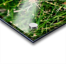 The Littlest Umbrella Acrylic print