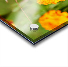 Buckeye Butterfly on Marigold: The Secret Life of Wings and Petals Acrylic print