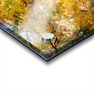 Fall Over the Road: Amber Dreams on Autumn Drive Acrylic print