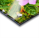 Impatiens: Soliloquy in Pink Acrylic print