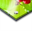 Scarlet Clusters of Abundance Acrylic print