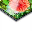 Harmony Blooms: When Opposites Flower Together Acrylic print