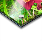 Crimson Flare Acrylic print