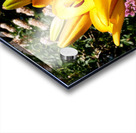 Bursting Beauty Acrylic print