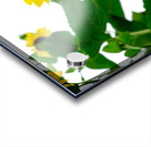 Hello Sunshine   Acrylic print