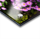 Pink Daisies  Acrylic print