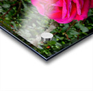 Two Roses Acrylic print