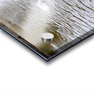 Pigeon Photobomb Acrylic print