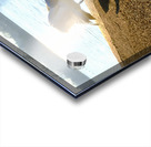 Swan Yoga Morning Stretch 3 Acrylic print