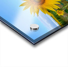 First Light Flower Acrylic print