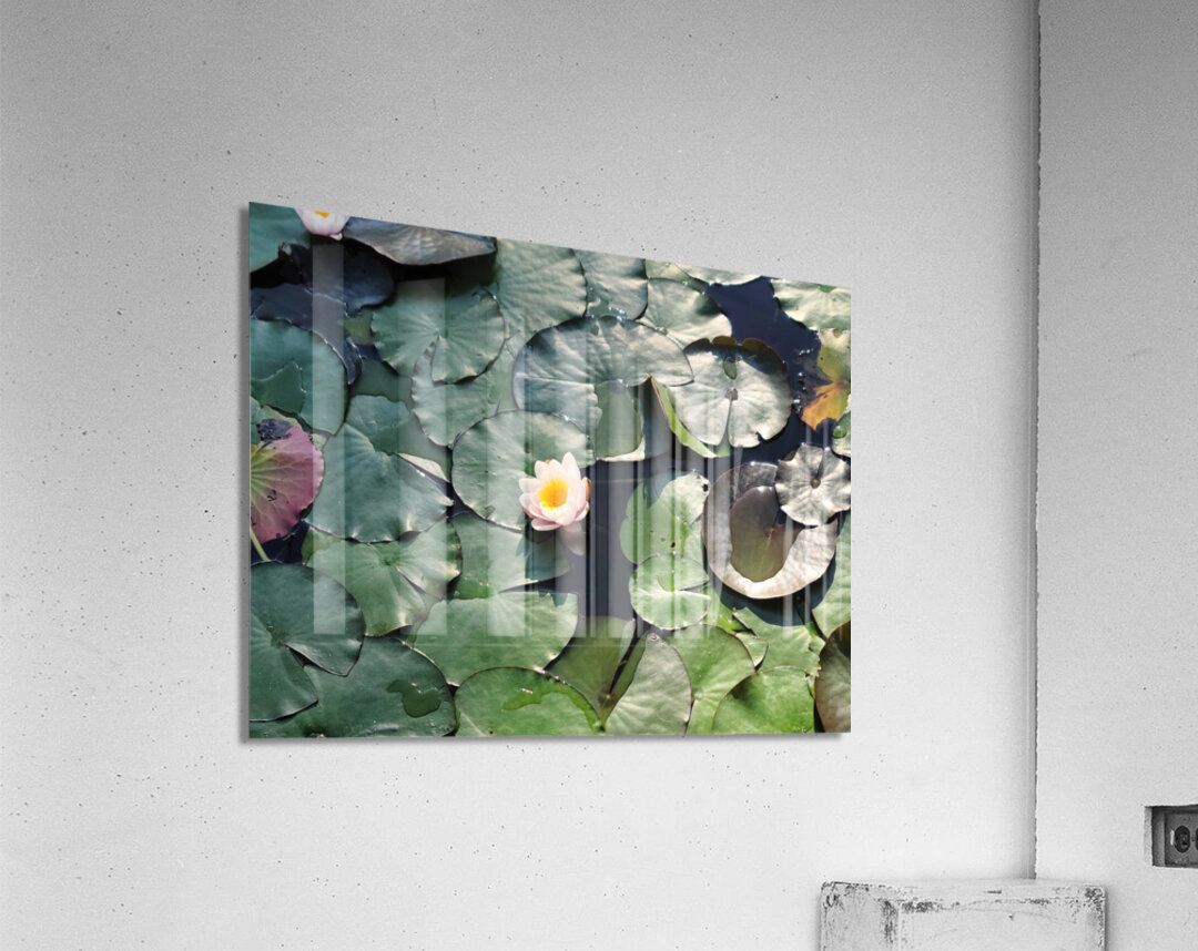 Sunlit Lily Acrylic Print