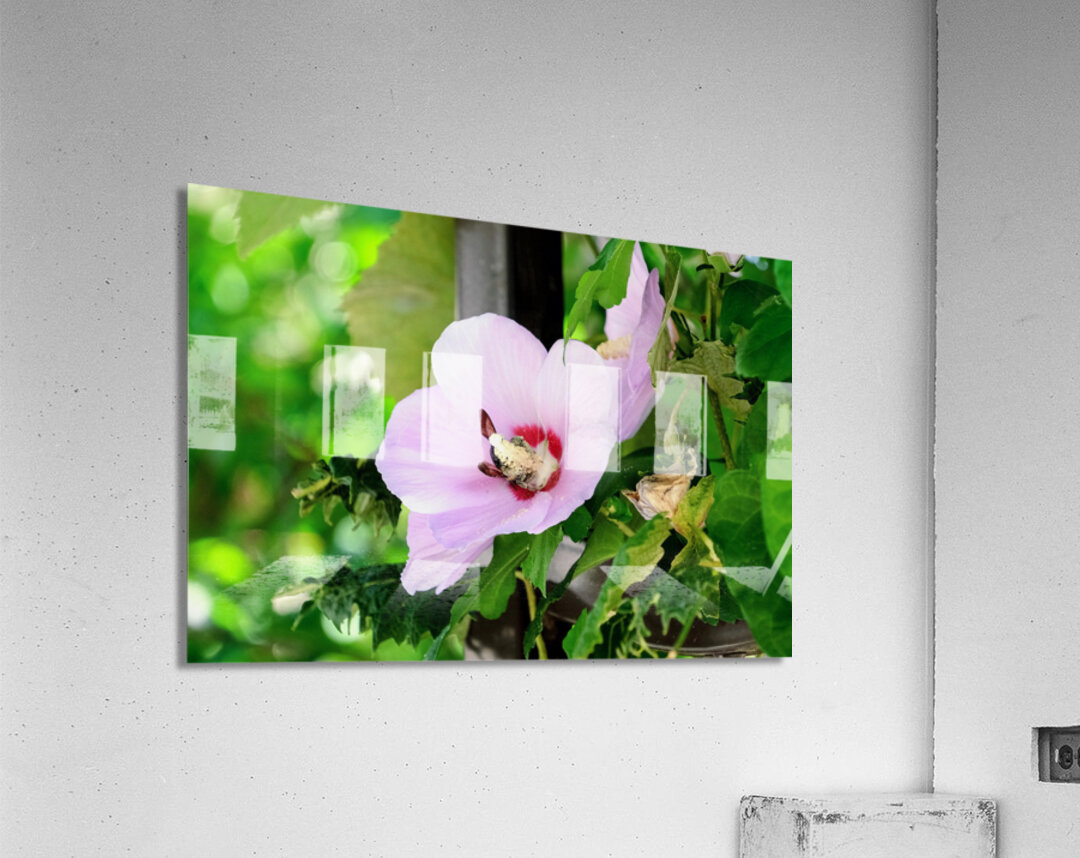 Bee Drowning in Pollen  Acrylic Print
