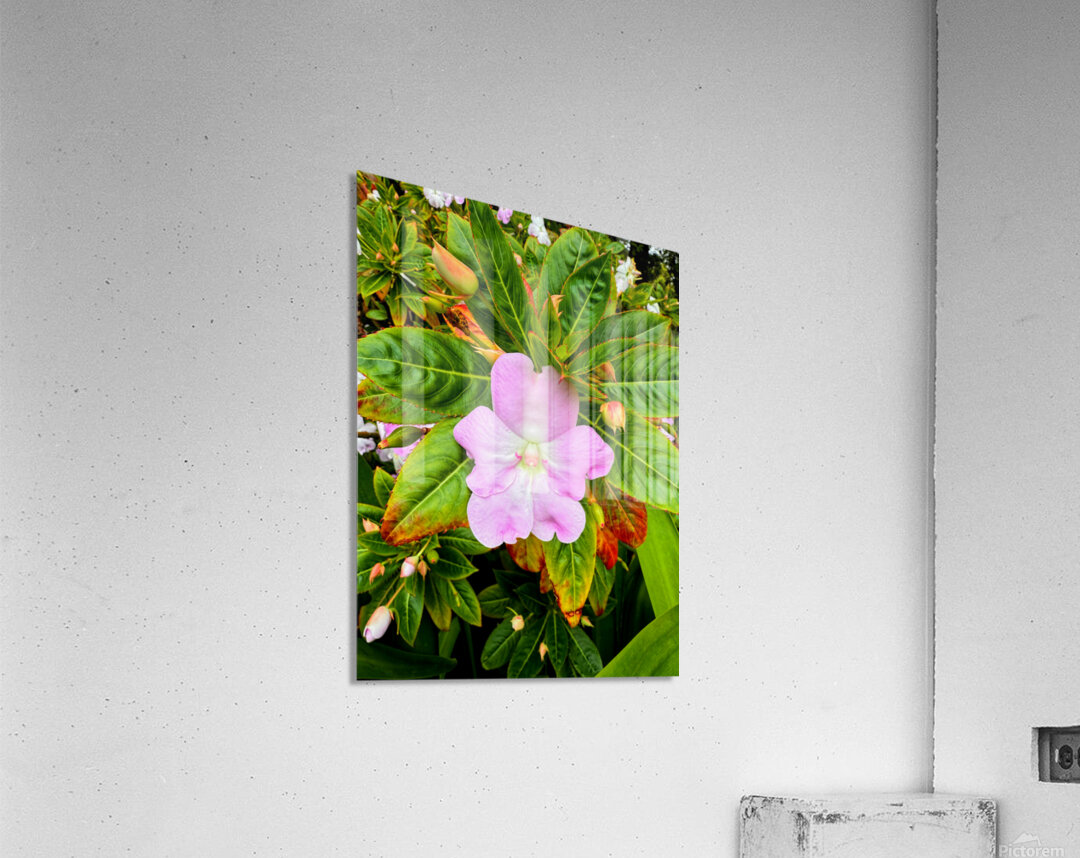 Impatiens: Soliloquy in Pink Acrylic Print