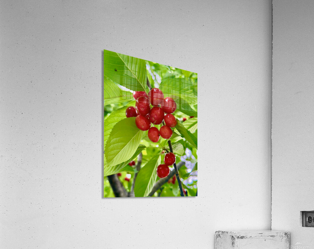 The Cherry Covenant: Nature’s Silent Promise Acrylic Print