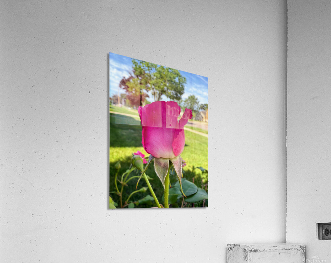 The Blush Before the Bloom Acrylic Print