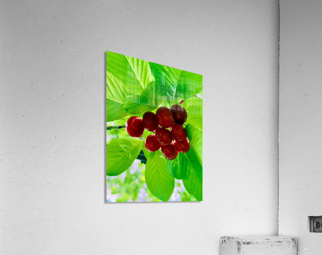 Jewels of the Canopy: The Hidden Orchard Crown Acrylic Print