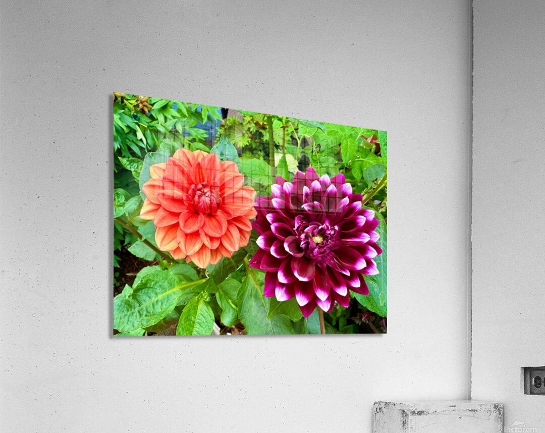 Harmony Blooms: When Opposites Flower Together Acrylic Print