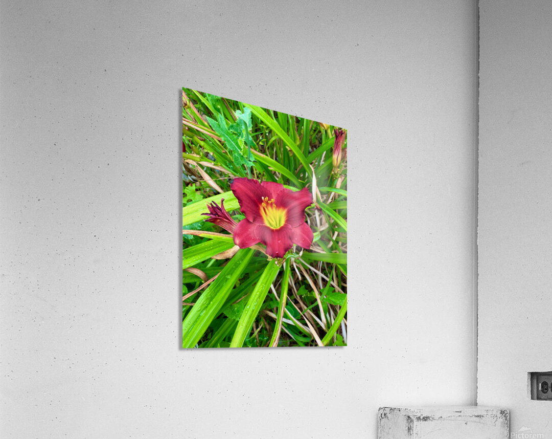 Crimson Flare Acrylic Print
