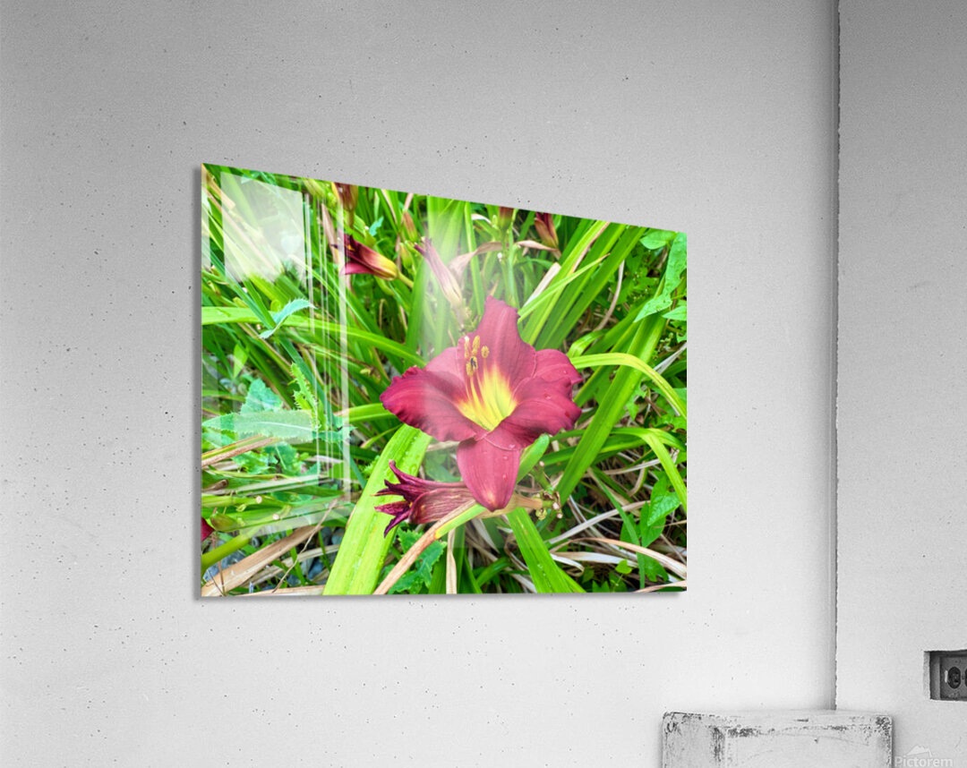 Fireheart Daylily Acrylic Print
