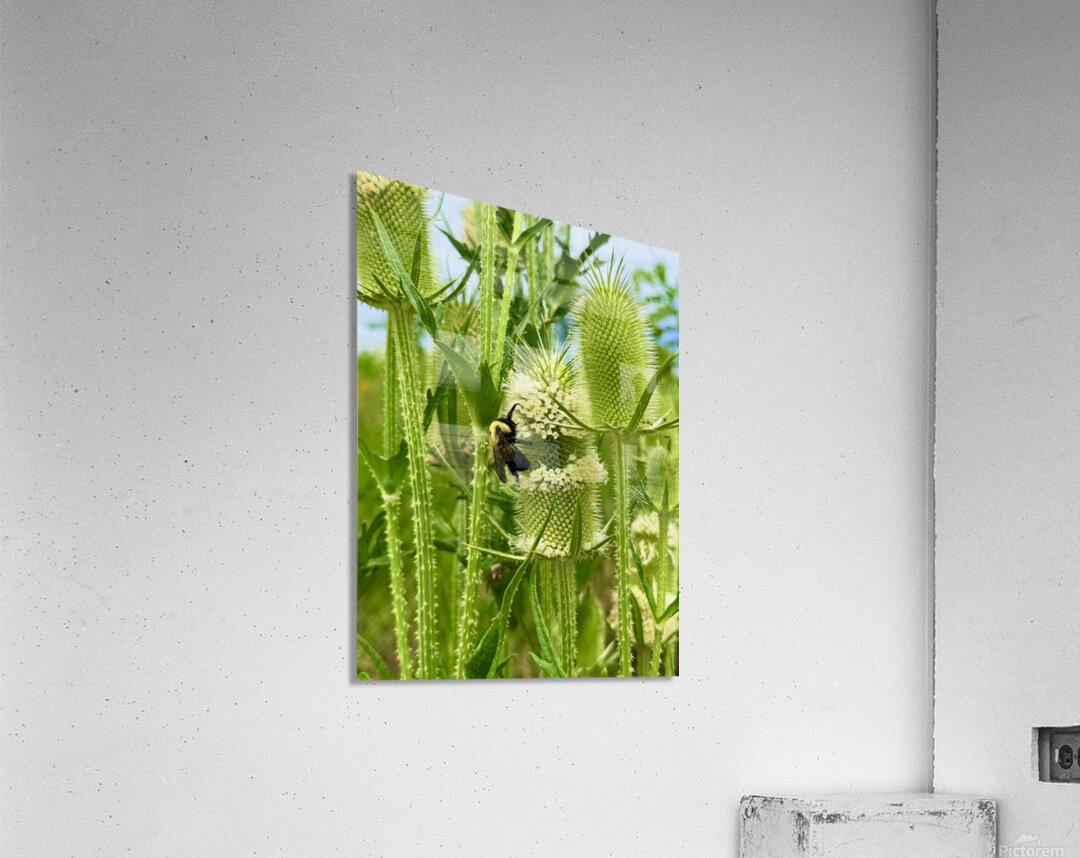 Wings and Spikes Acrylic Print