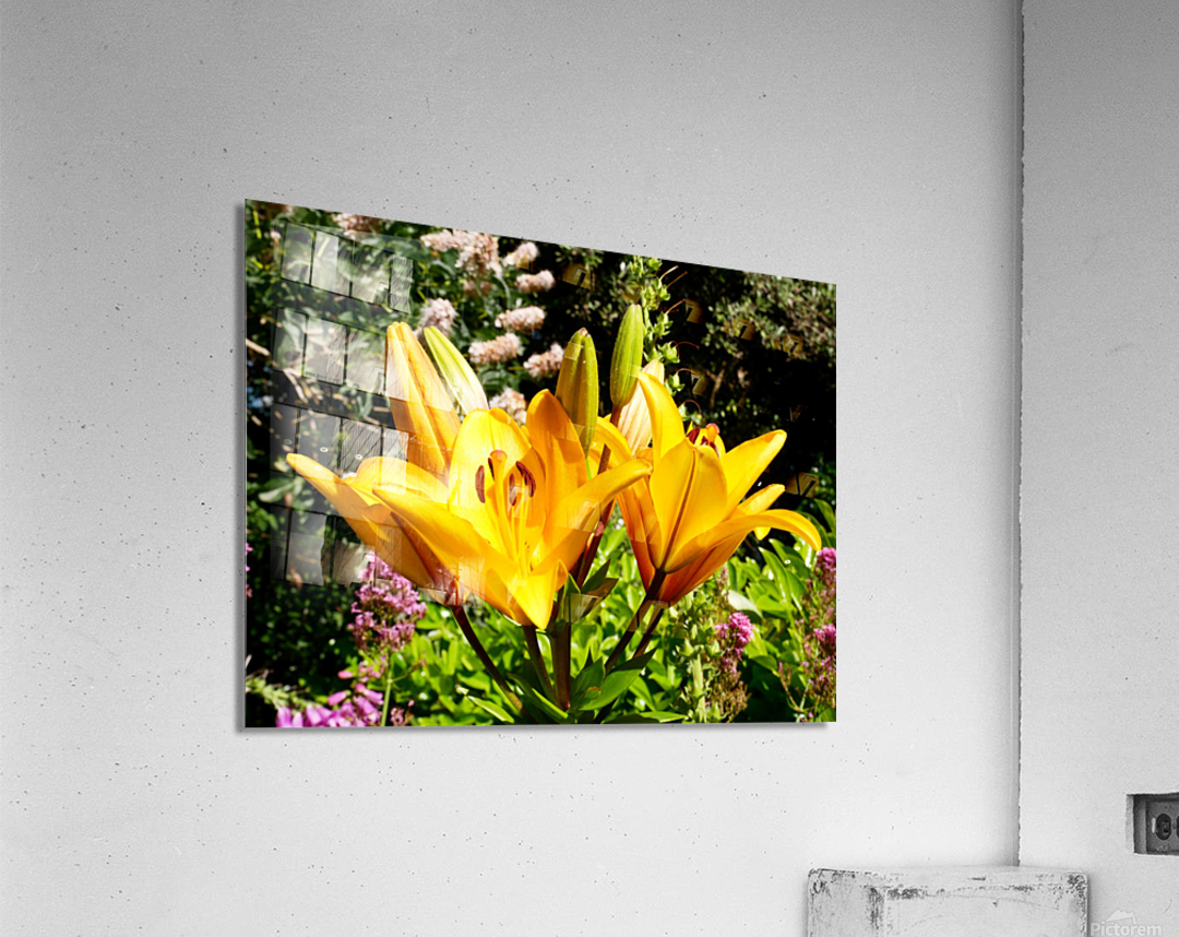 Bursting Beauty Acrylic Print