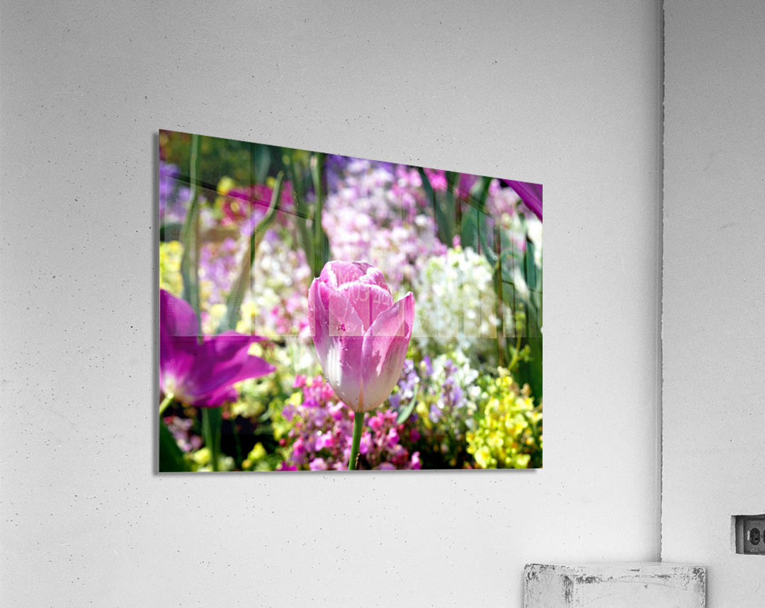 Tulips Are Better Than One 2 Acrylic Print