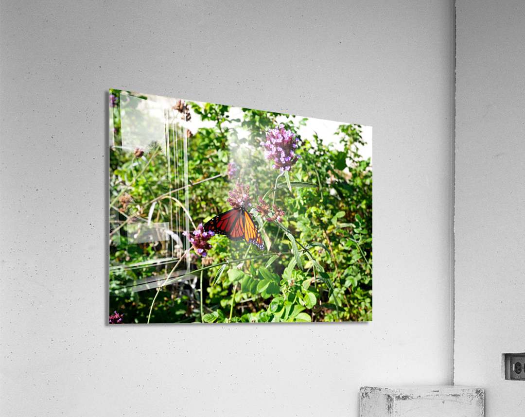 Monarch Butterfly Acrylic Print