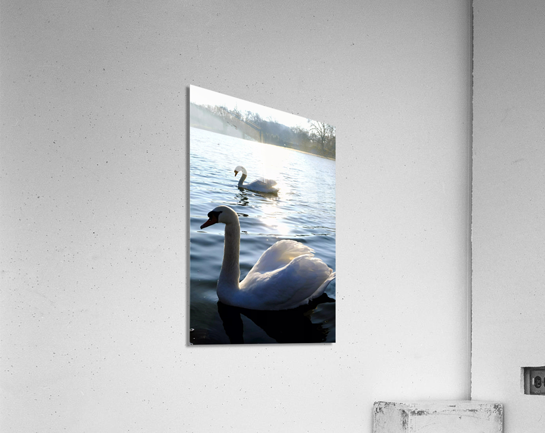 Wings of Love Pair 1B Acrylic Print