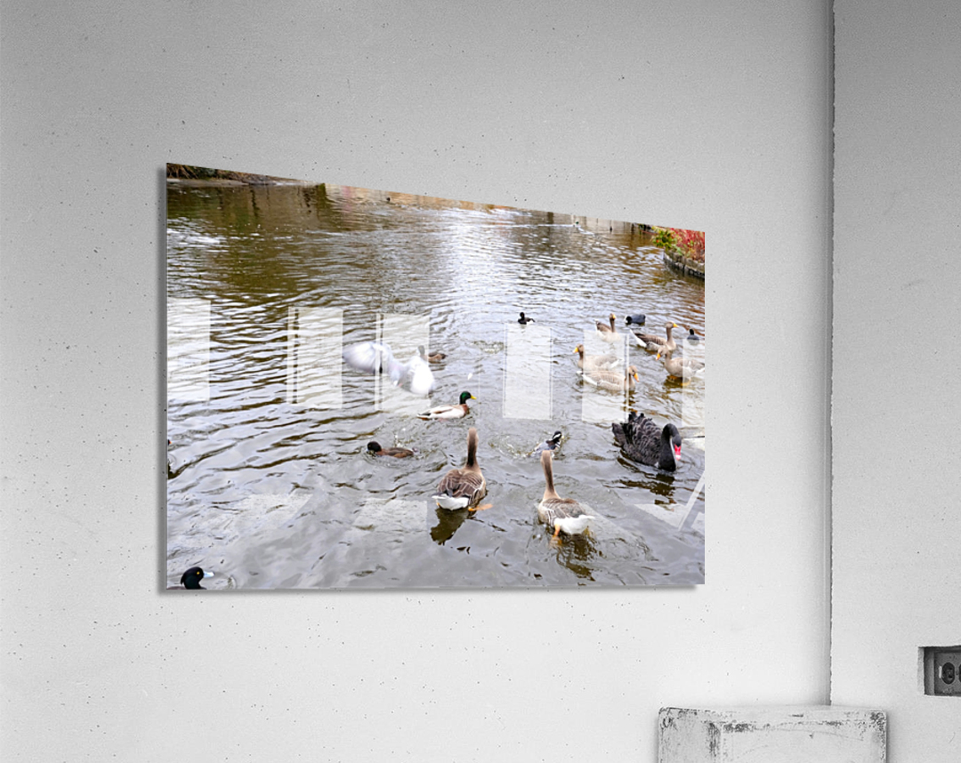 Pigeon Photobomb Acrylic Print