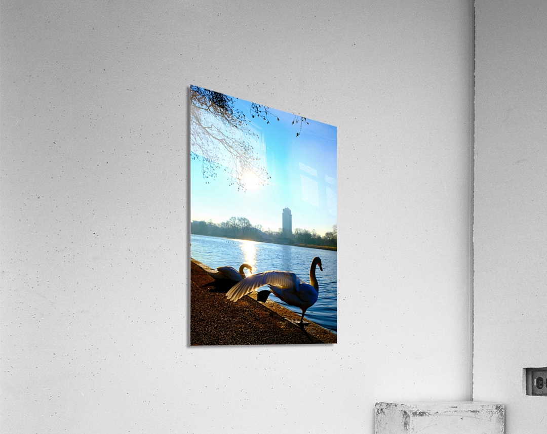 Swan Yoga Morning Stretch Acrylic Print