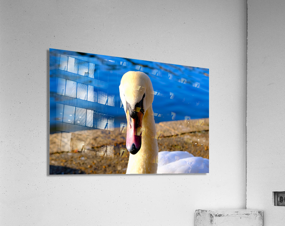 Swan Face 3 Acrylic Print