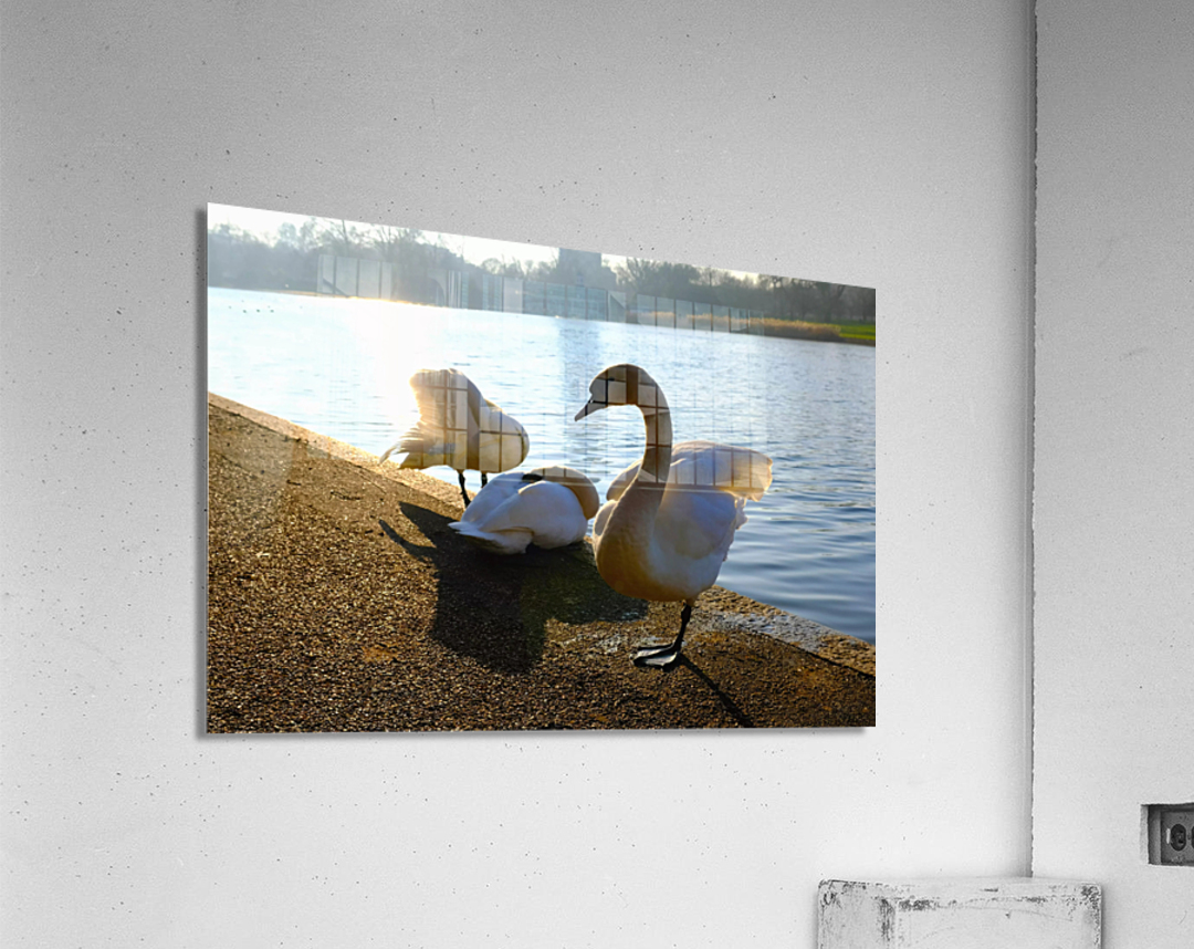 Swan Yoga Morning Stretch 3 Acrylic Print