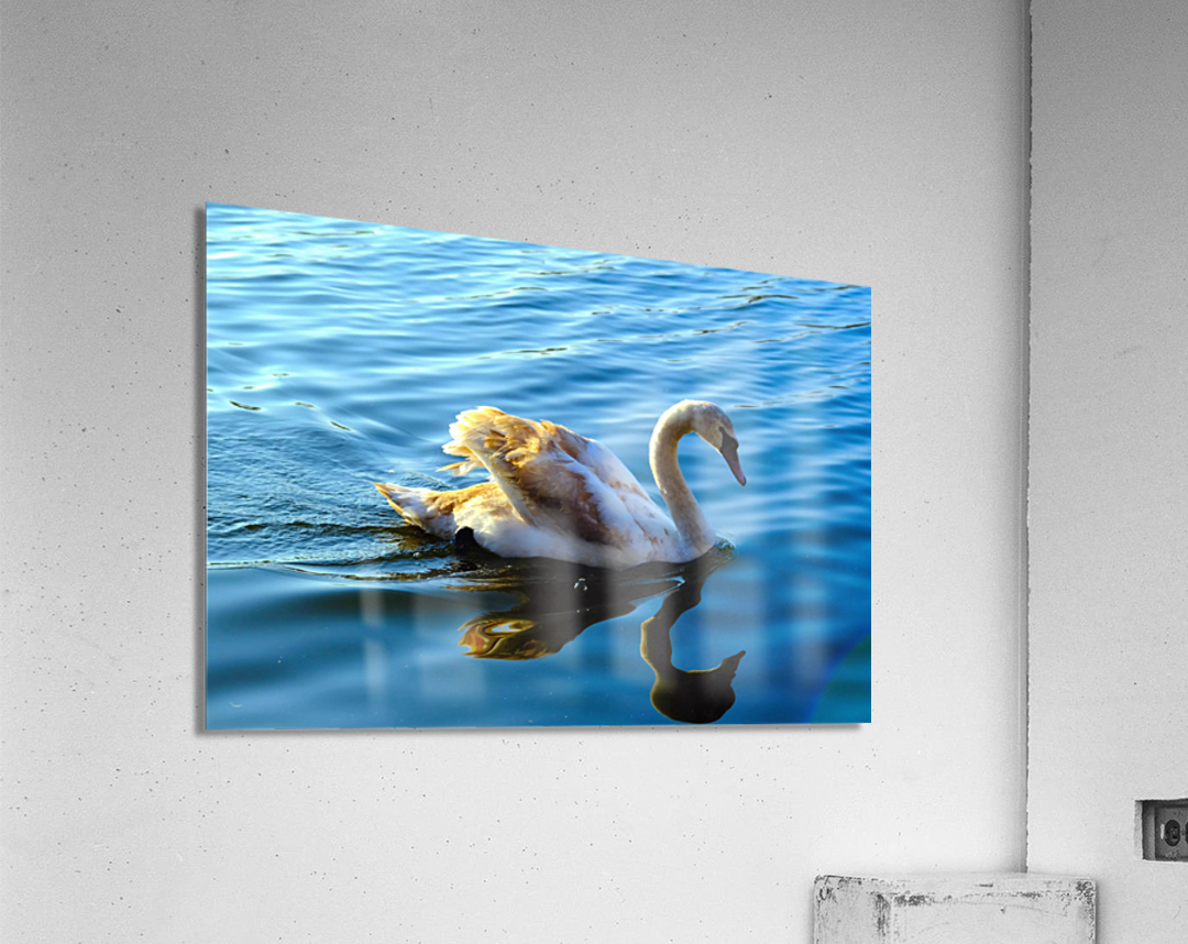 Baby Swan Cygnet Acrylic Print