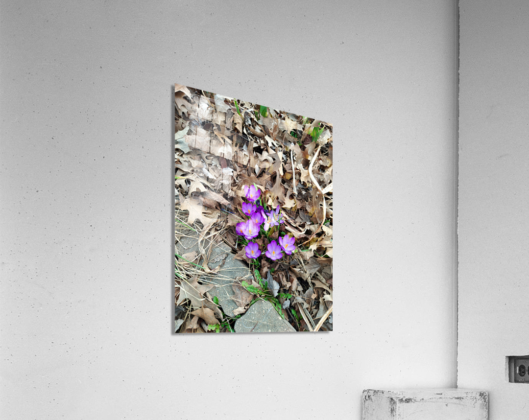 Petals of Renewal Acrylic Print