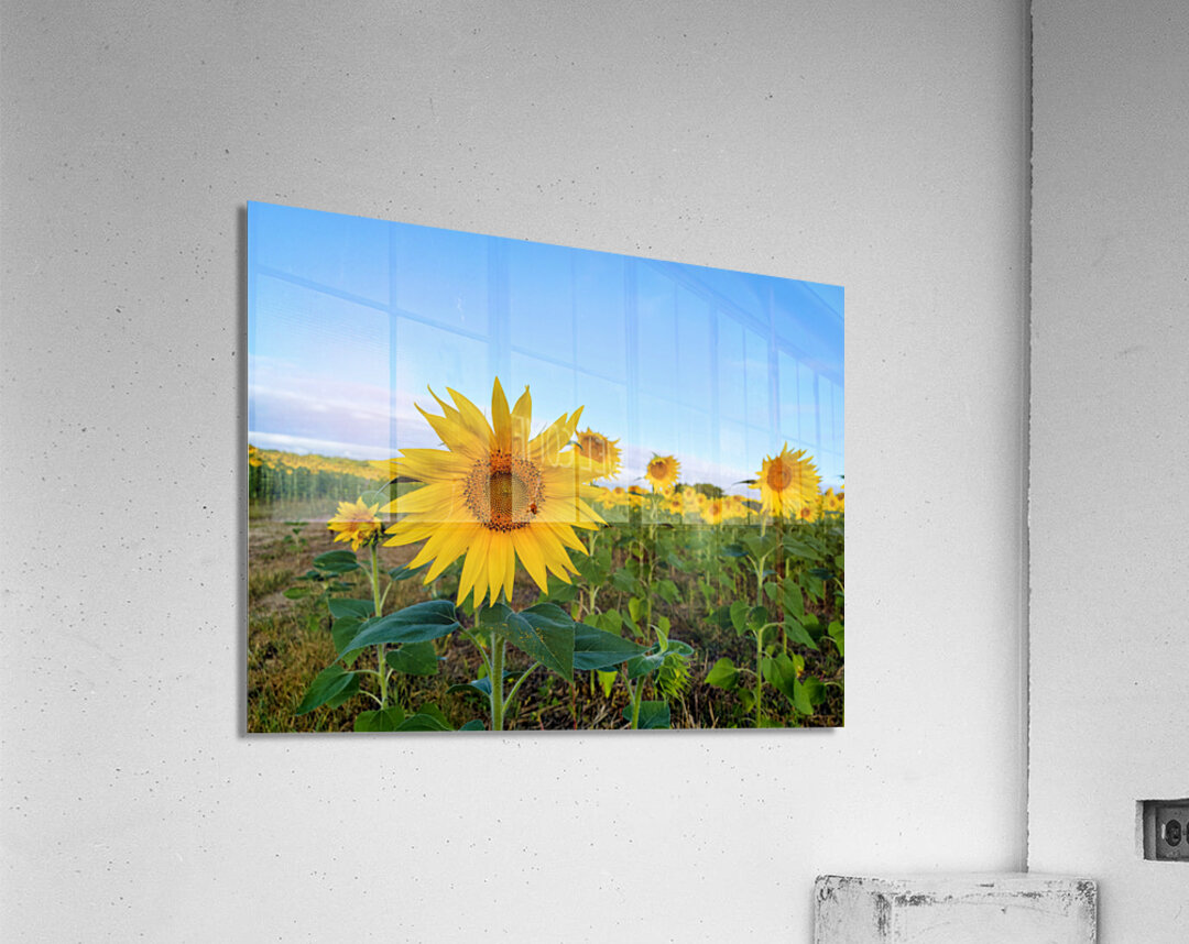 First Light Flower Acrylic Print