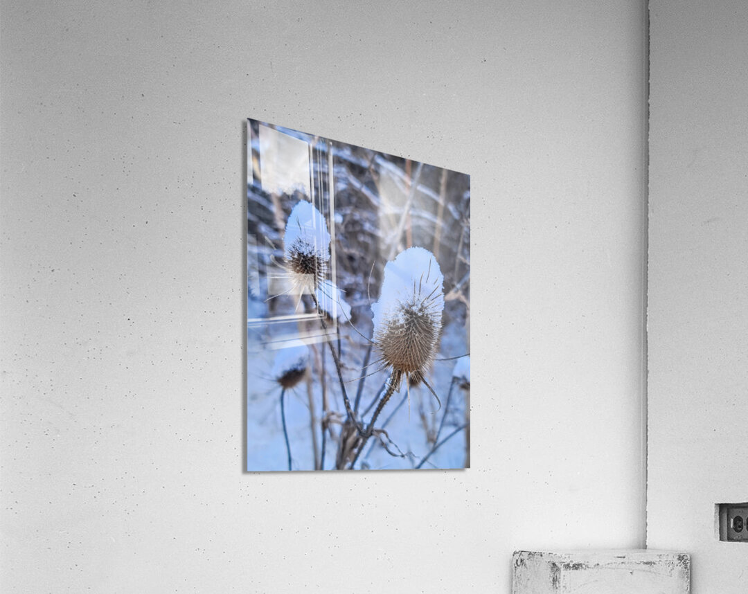 Snow Covered Prick  Winter Thistle Acrylic Print