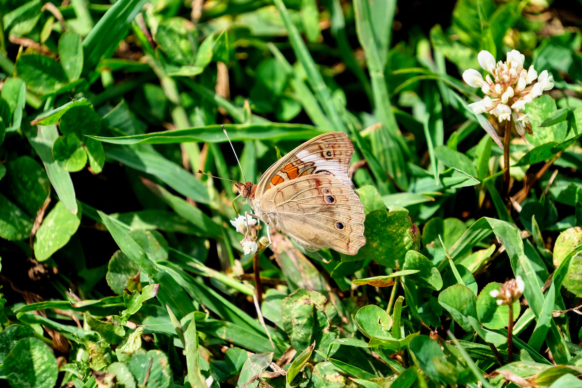 Impression de cadre personnalisé