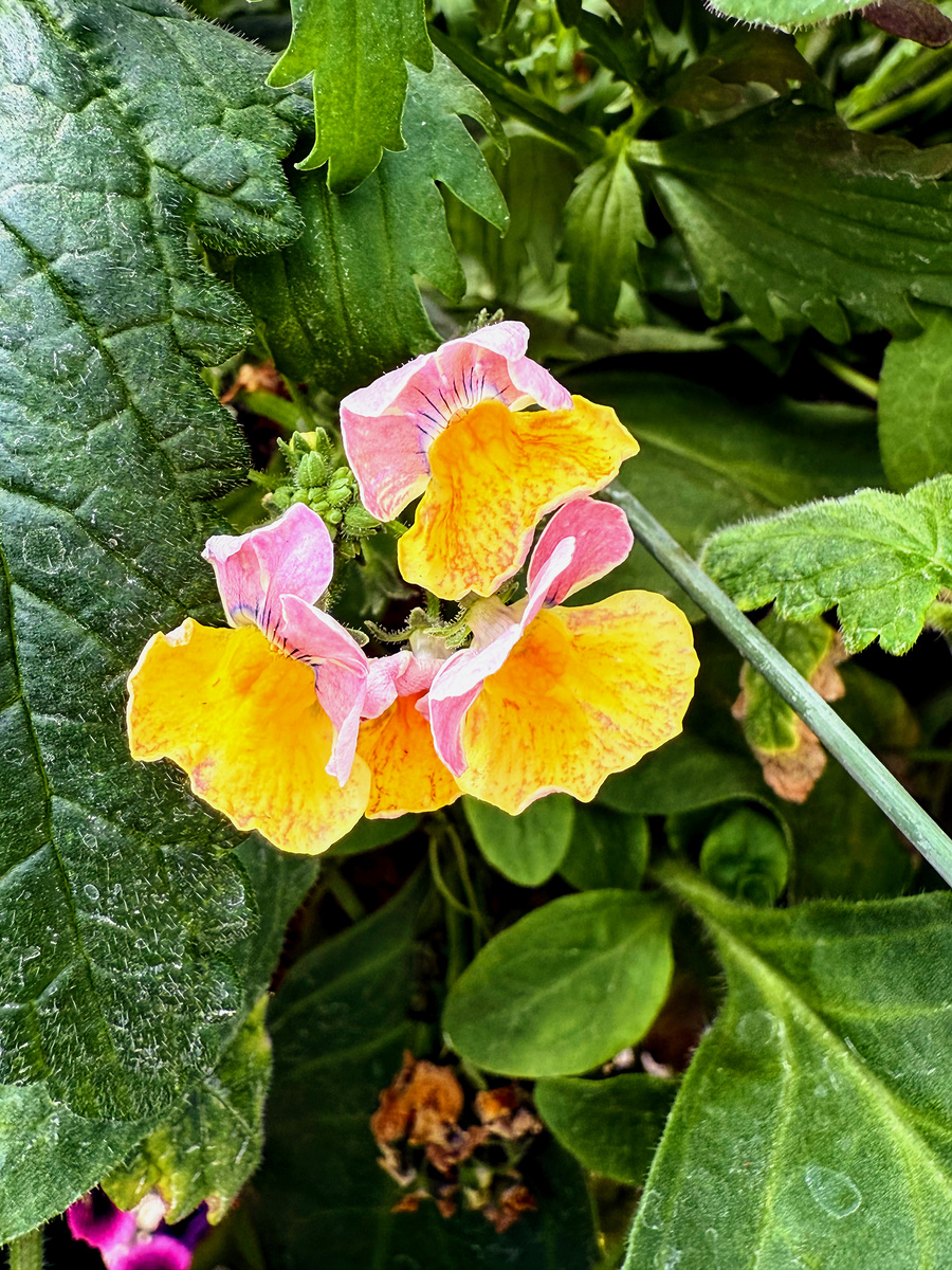 Impression de cadre personnalisé