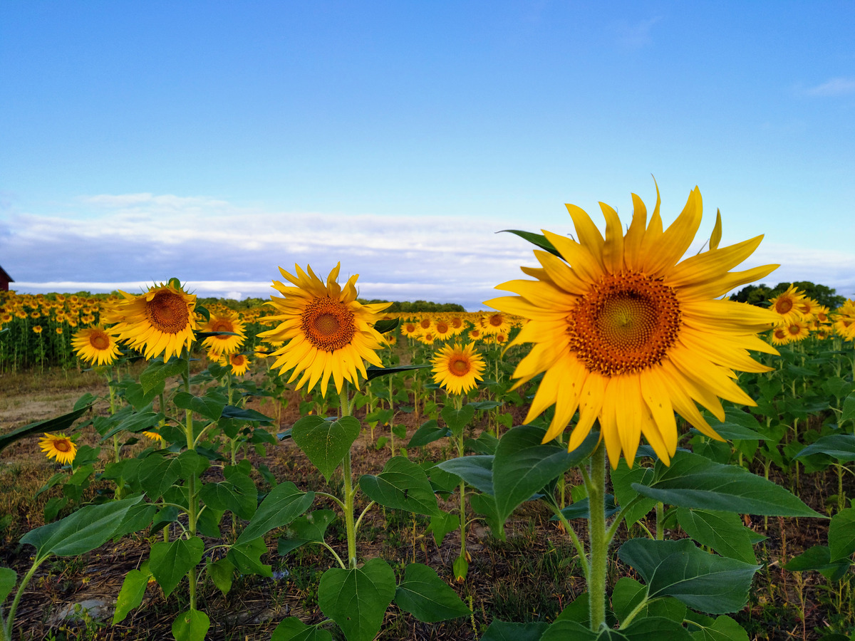 Impression de cadre personnalisé