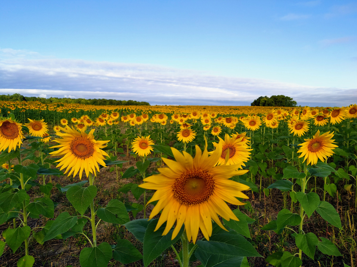 Impression de cadre personnalisé