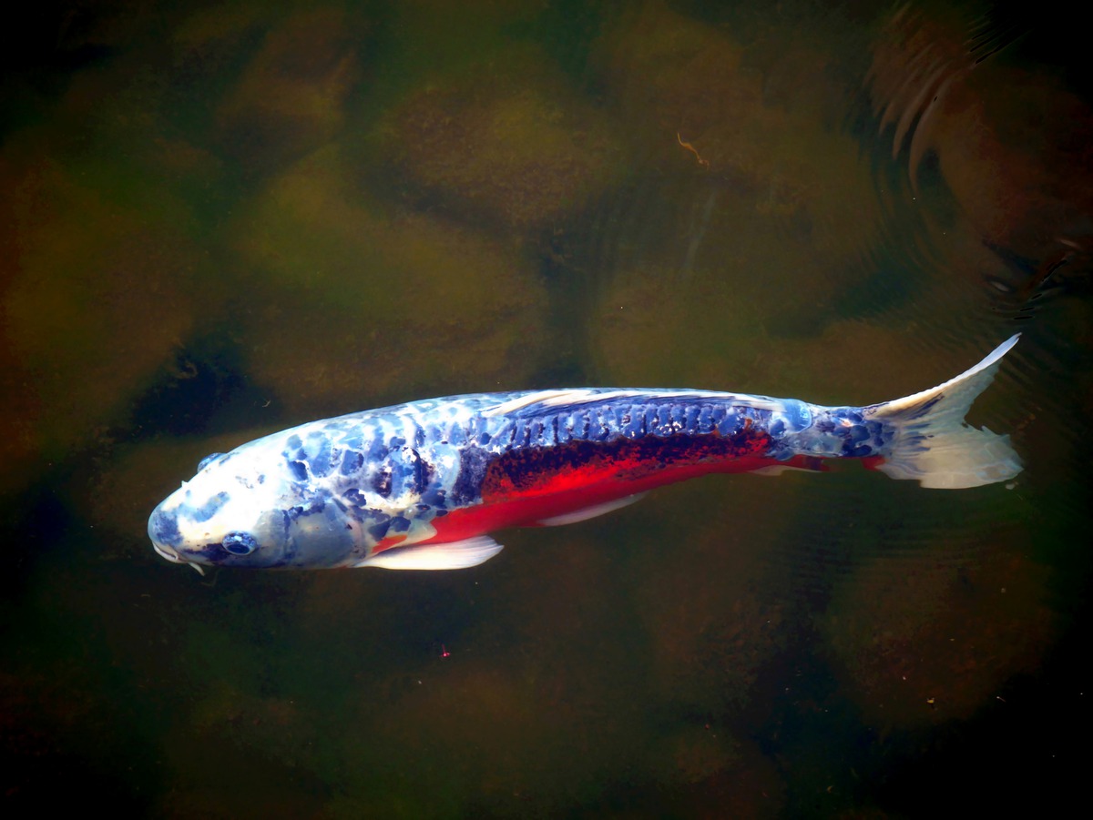 Impression de cadre personnalisé