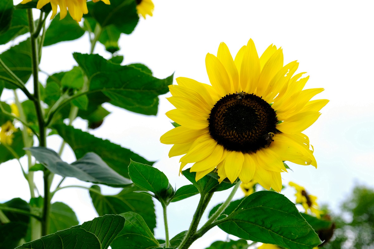 Impression de cadre personnalisé