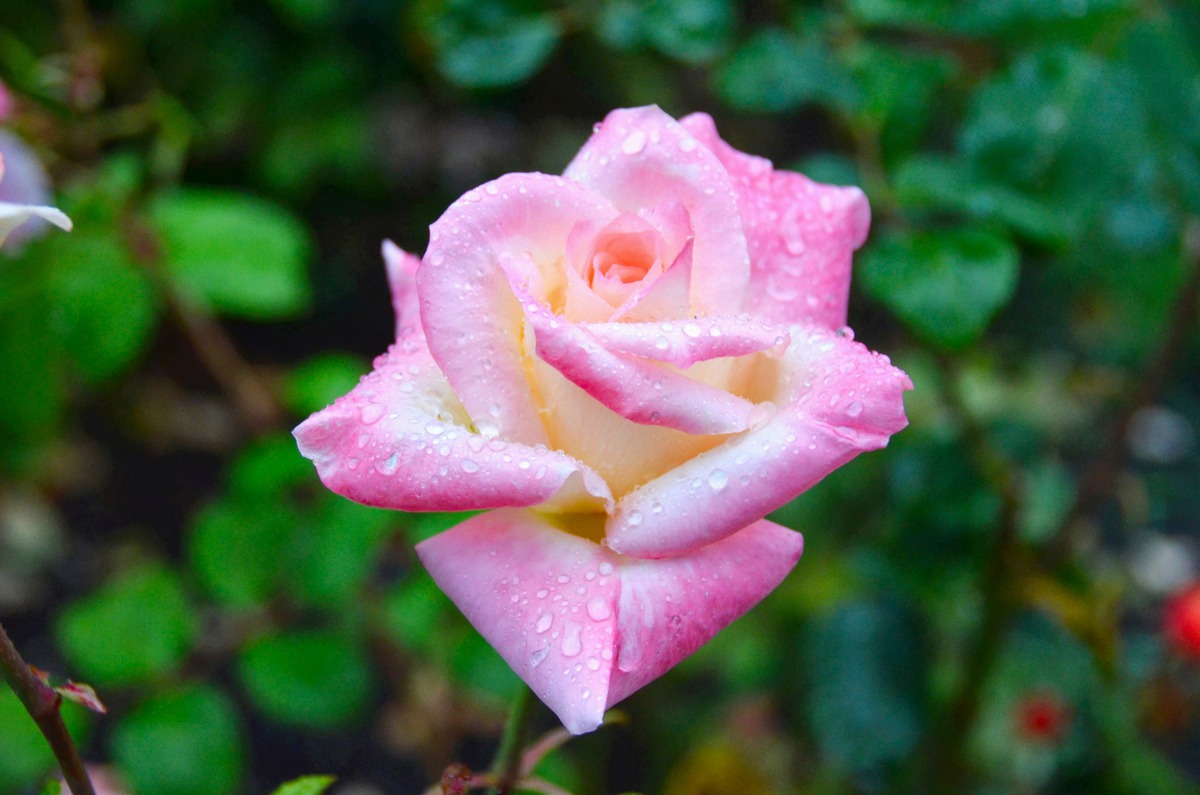 Impression de cadre personnalisé