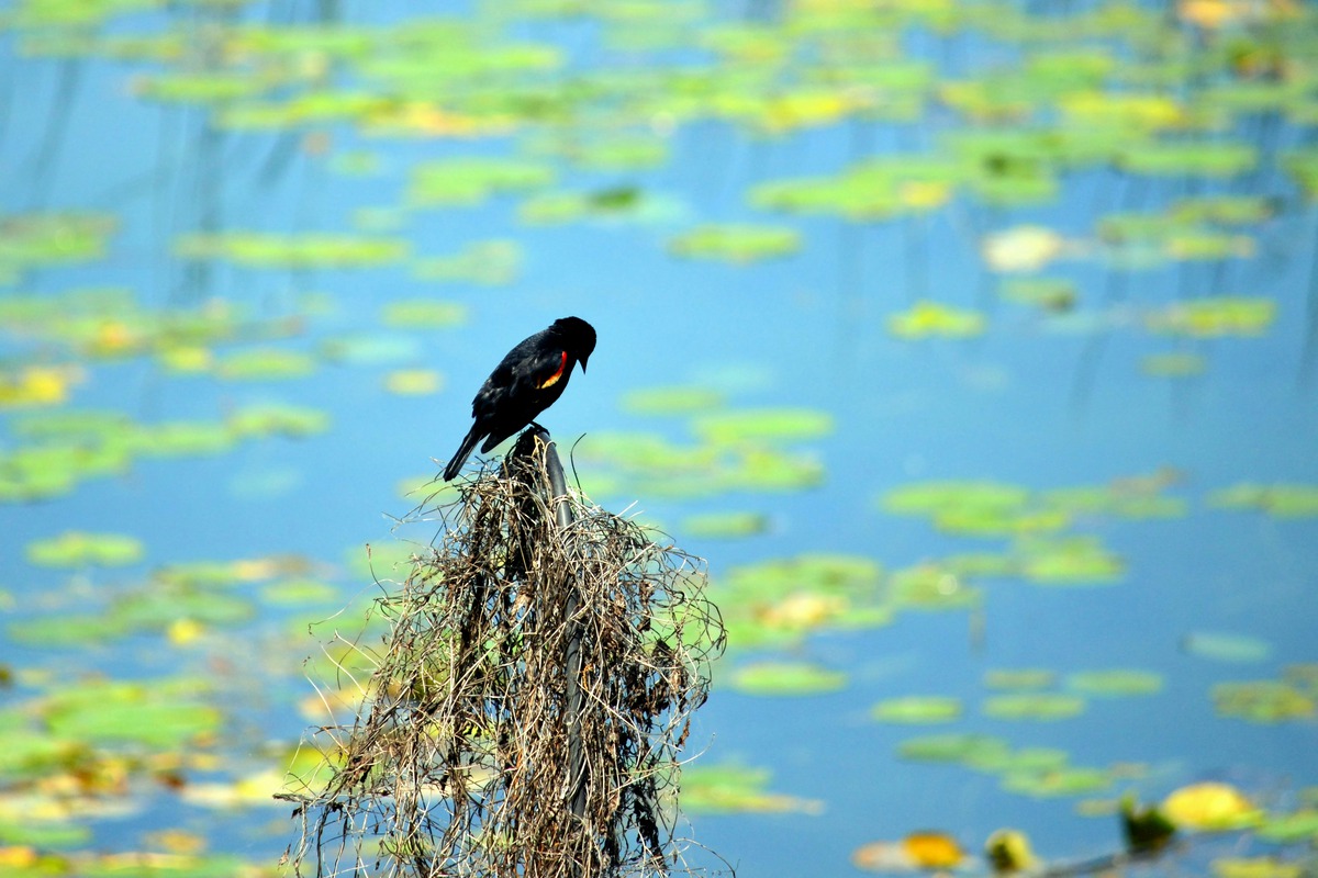 Impression de cadre personnalisé