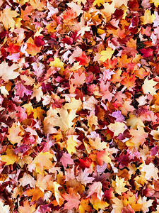 Natural Carpet: Fall’s Confetti